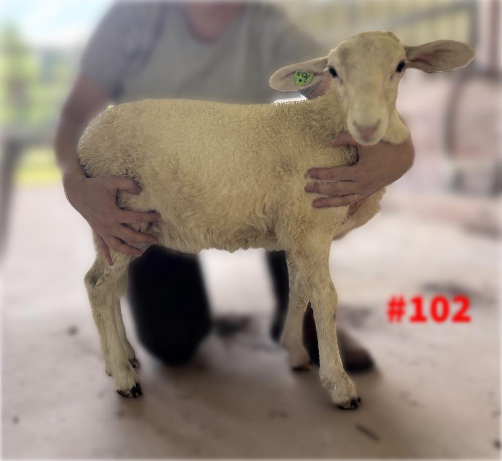 Ram 102