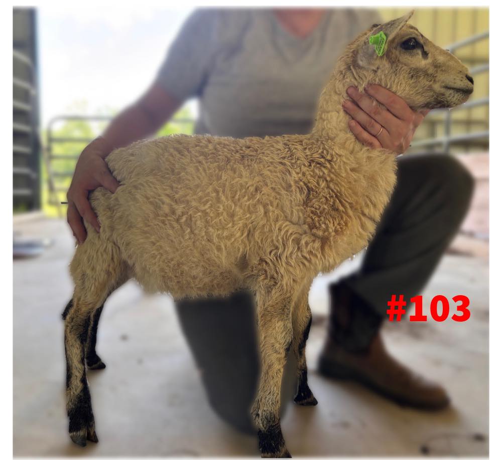 Ram 103