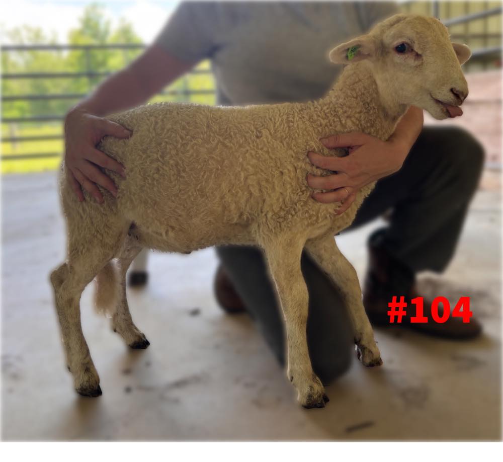 Ram 104