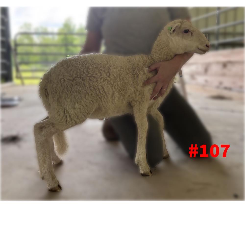Ram 107