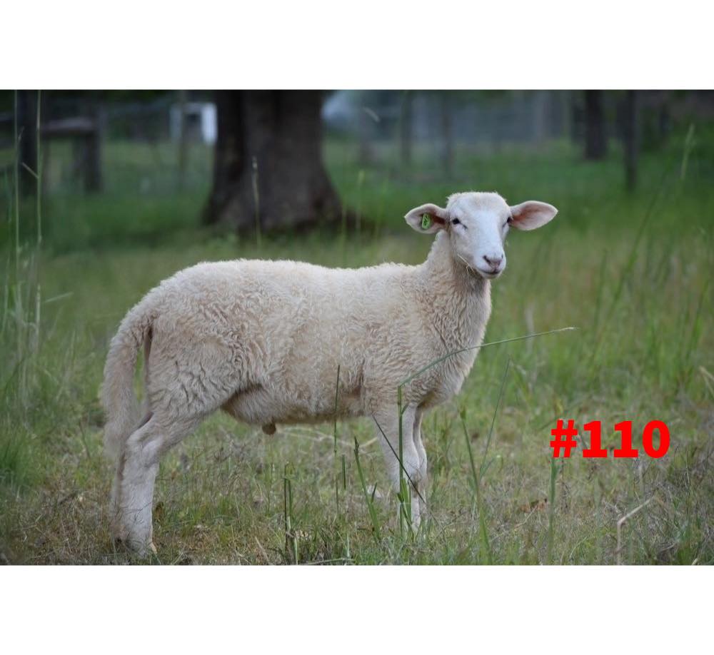 Ram 110