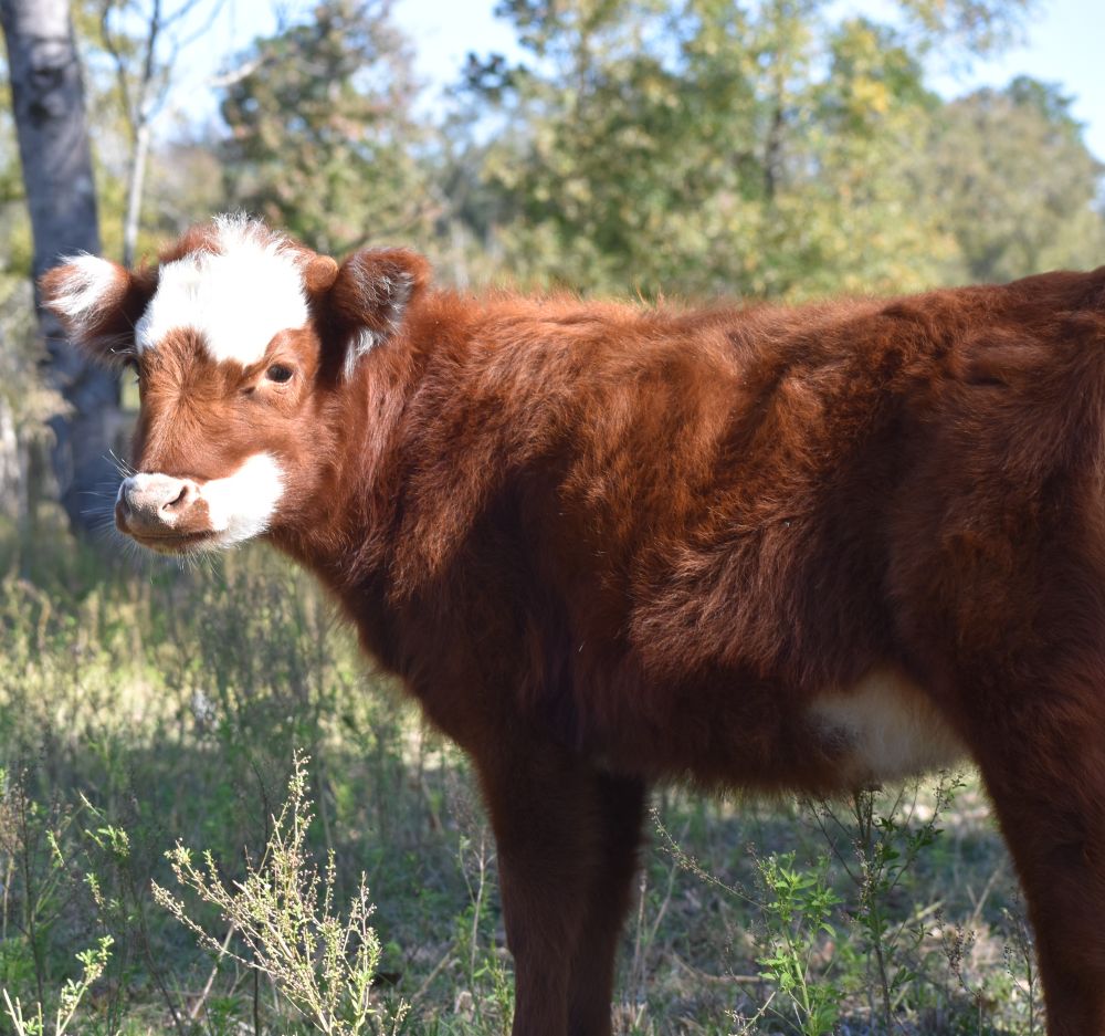 Cattle at Chivoland