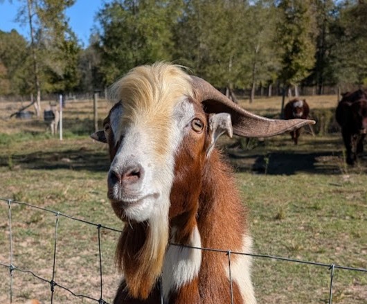 Goats at Chivoland