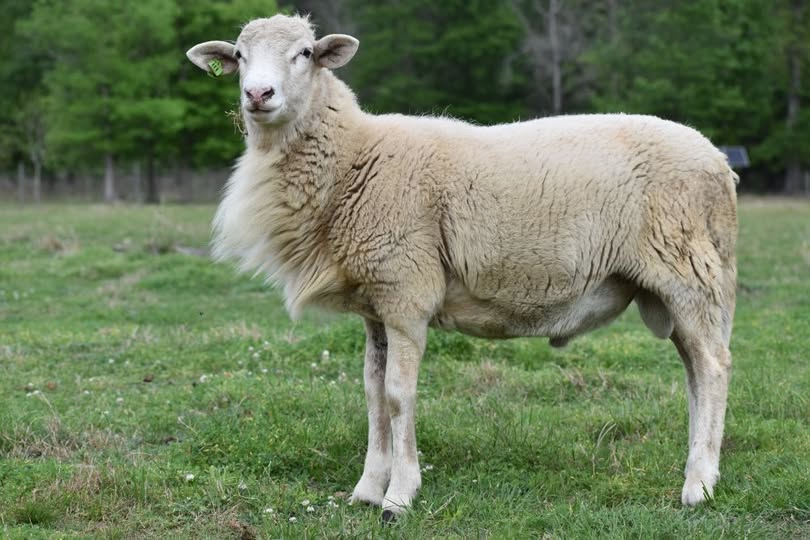Katahdin Ram CHV111