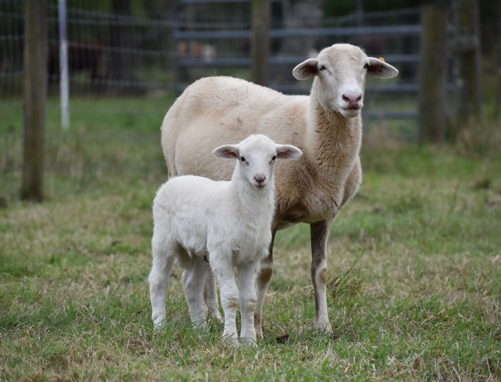 Katahdin Ram 2601