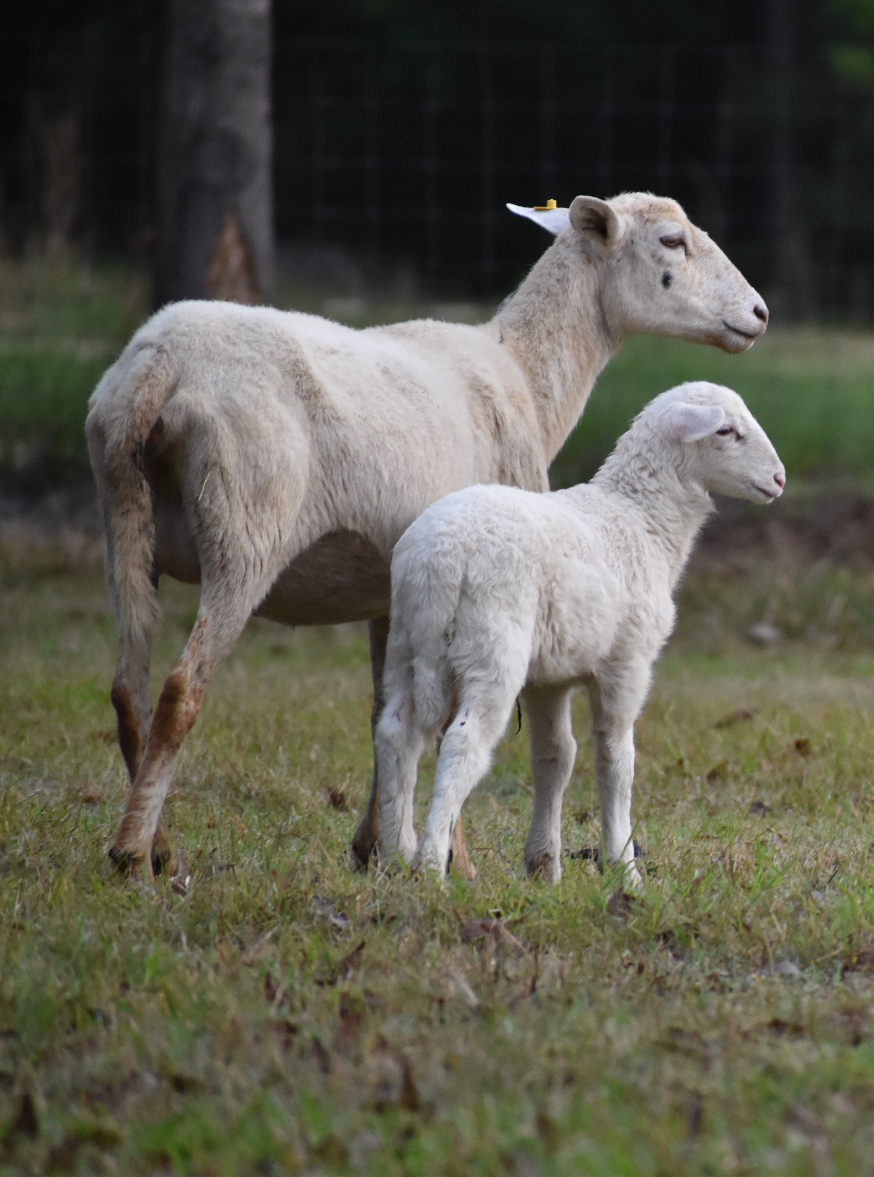 Katahdin Ram 2602