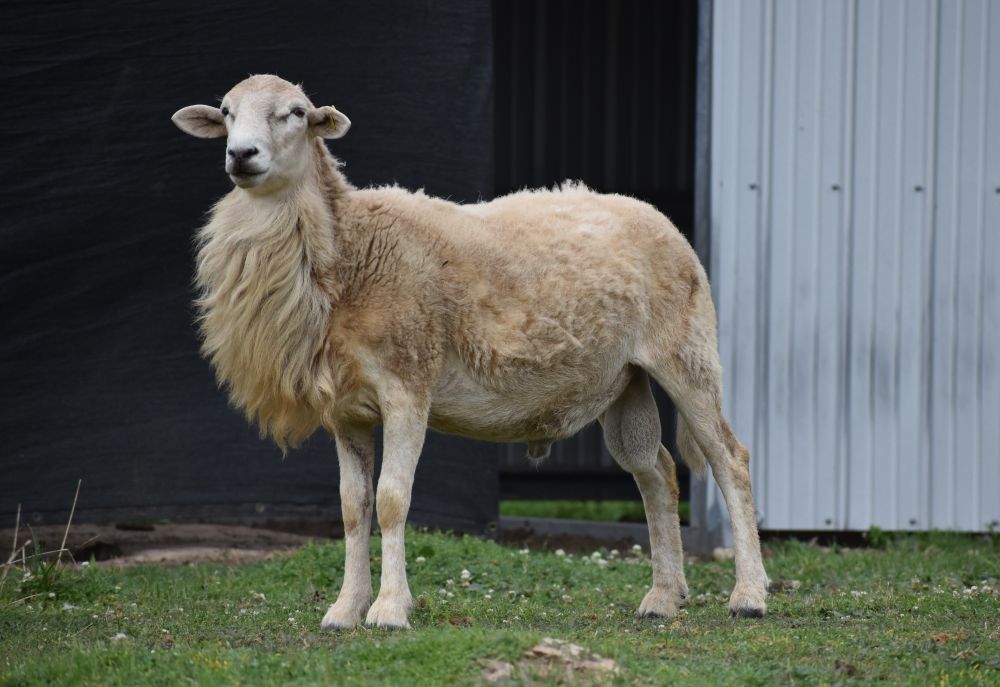 Katahdin Ram SNB 2301