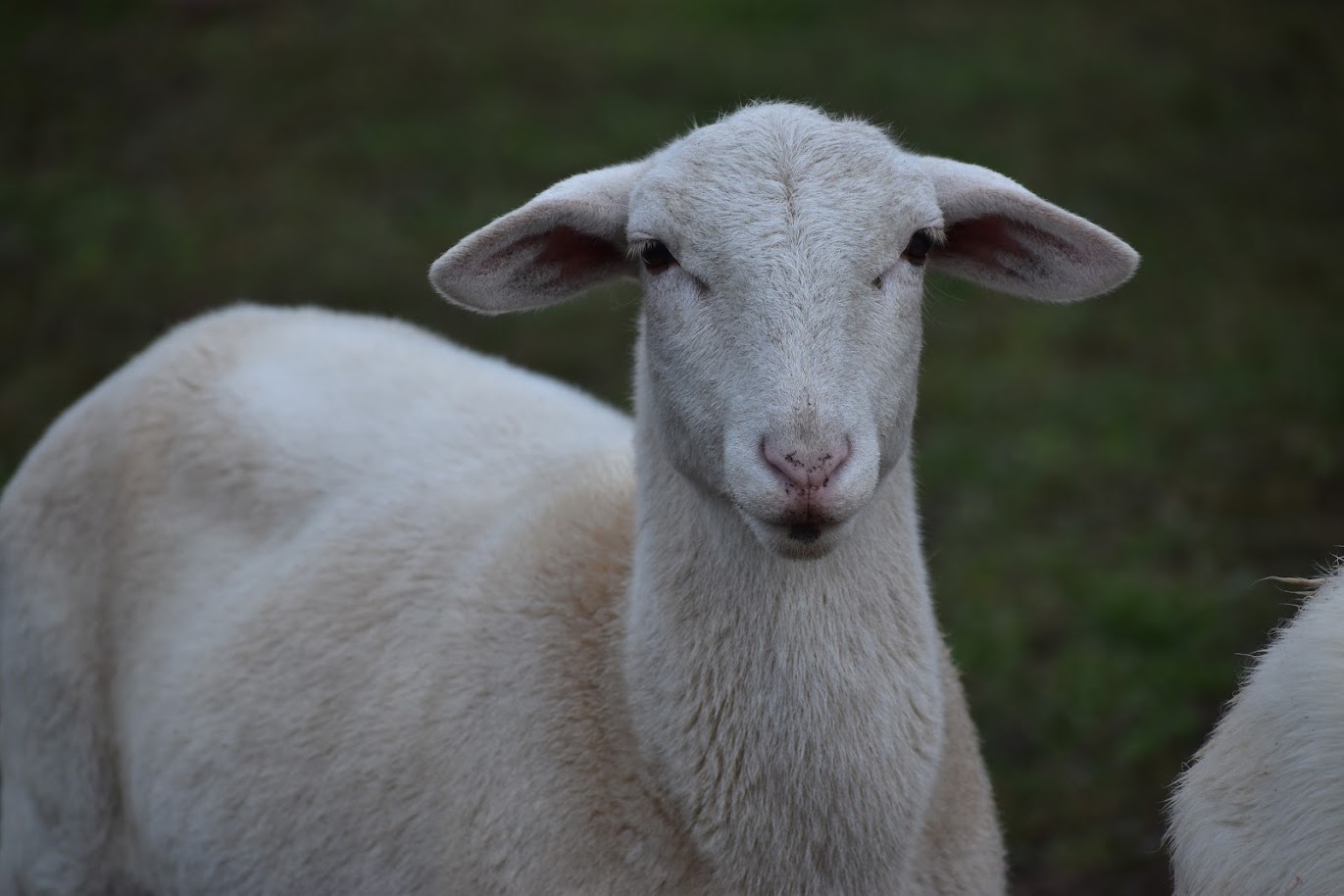 Katahdin Sheep at Chivoland