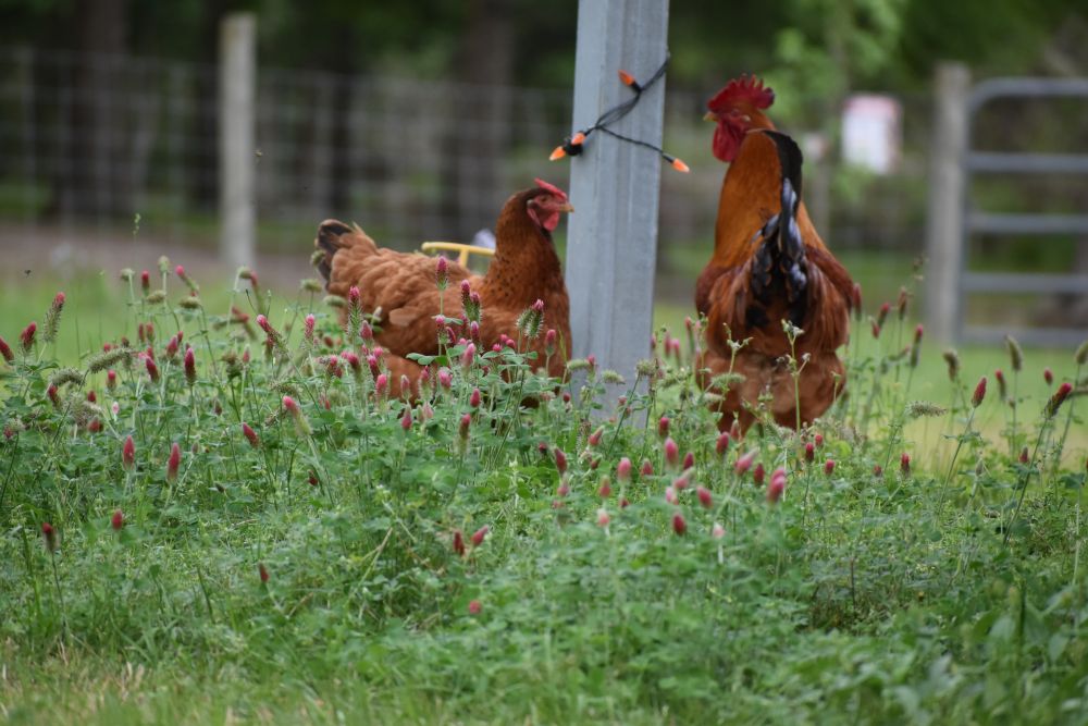 Chickens at Chivoland